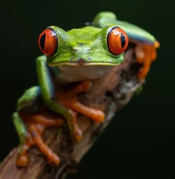 Червоноока деревна жаба має надзвичайно чутливу шкіру
