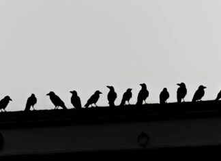 Як називається група ворон? Вбивства, мафія та інше