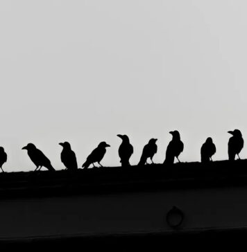 Як називається група ворон? Вбивства, мафія та інше