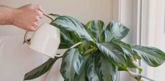 Cuidados com plantas de casa no inverno: evitando regar em excesso e promovendo a saúde