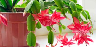 Оживление Рождественского Кактуса для Обильного Цветения