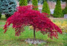 Klon japoński: Przycinanie dla zdrowia i urody