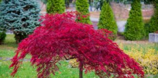 Japanese Maple Pruning: A Guide to Health and Beauty