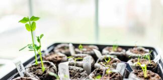 Jumpstart Your Garden: 8 groenten om in januari te zaaien