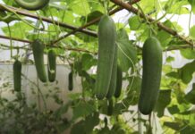Реальный потенциал урожайности огурцов: как получить 30+ плодов с одного куста