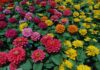 The 14 Flowers That Don’t Give a Damn If You’re Busy