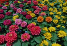 The 14 Flowers That Don’t Give a Damn If You’re Busy
