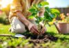 How to Plant Grapevines in Autumn for Early Spring Harvests