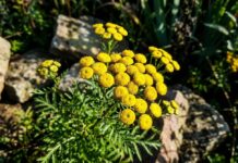 Comment utiliser Tansy naturellement : un anti-moustique sans entretien et sans produits toxiques
