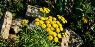 Hoe Tansy op natuurlijke wijze te gebruiken: een onderhoudsarm, gifvrij muggenspray