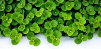 Het geheime wintergroen: Claytonia de Cuba kweken in oktober