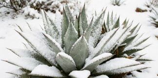 Hojas de agave caídas después de la nieve: cómo salvar su planta antes de que se pudra