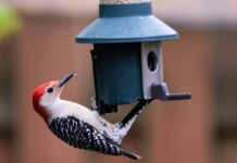 How to use a smart bird feeder like Birdfy Feeder 2