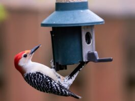 Hoe gebruik je een slimme vogelvoeder zoals Birdfy Feeder 2