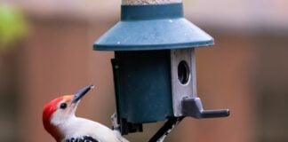 How to use a smart bird feeder like Birdfy Feeder 2