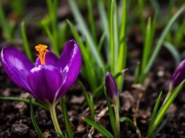 Hoe u thuis safron kunt kweken: een stapsgewijze handleiding voor het planten van herfstbollen