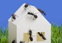 So verhindern Sie, dass Insekten Ihr Zuhause übernehmen