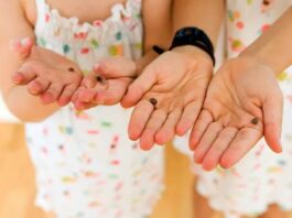 Comment se débarrasser des coccinelles : un guide étape par étape pour les propriétaires